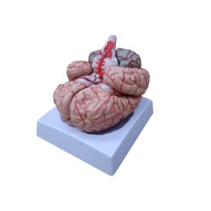 Modelo anatomico de cerebro humano